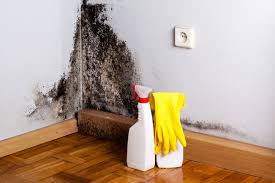 Why You Should Choose Our Mold Remediation Services in Warrior, AL